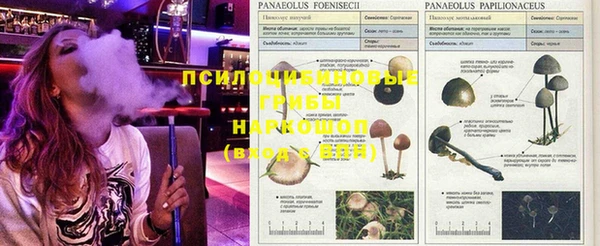 ГАЛЛЮЦИНОГЕННЫЕ ГРИБЫ Майский